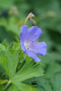 Ooievaarsbek Geranium 'Johnson's Blue' 5-10 Pot P9