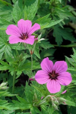 Ooievaarsbek Geranium 'Patricia' 5-10 Pot P9