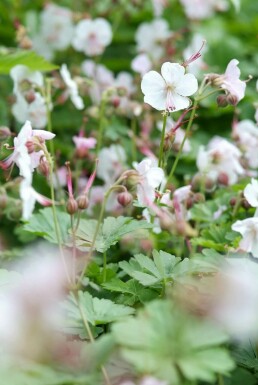 Ooievaarsbek Geranium cantabrigiense 'Biokovo' 5-10 Pot P9