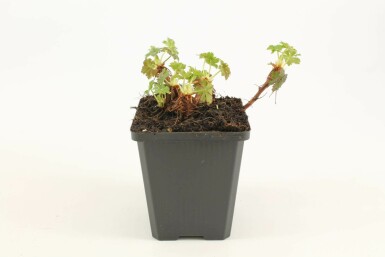 Ooievaarsbek Geranium cantabrigiense 'Biokovo' 5-10 Pot P9 Geranium cantabrigiense 'Biokovo'