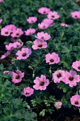 Ooievaarsbek Geranium cinereum 'Ballerina' 5-10 Pot P9