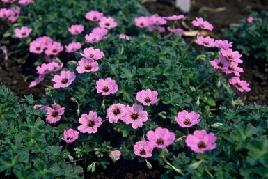 Ooievaarsbek Geranium cinereum 'Ballerina' 5-10 Pot P9