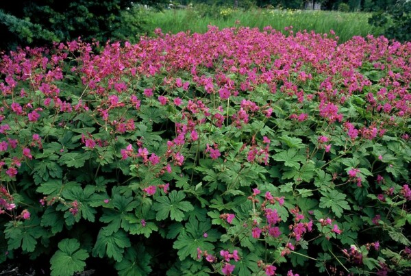 Ooievaarsbek Geranium macrorrhizum 'Bevan's Variety' 5-10 Pot P9