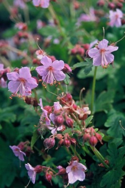 Ooievaarsbek Geranium macrorrhizum 'Ingwersen's Variety' 5-10 Pot P9