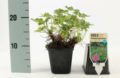 Ooievaarsbek Geranium macrorrhizum 'Ingwersen's Variety' 5-10 Pot P9