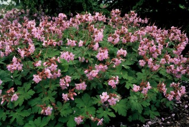 Ooievaarsbek Geranium macrorrhizum 'Ingwersen's Variety' 5-10 Pot P9