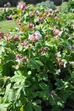 Ooievaarsbek Geranium macrorrhizum 'Spessart' 5-10 Pot P9