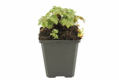 Ooievaarsbek Geranium macrorrhizum 'Spessart' 5-10 Pot P9 Geranium macrorrhizum 'Spessart'