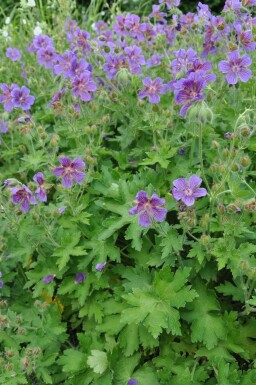 Ooievaarsbek Geranium magnificum 5-10 Pot P9