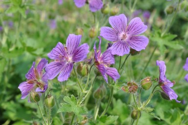 Ooievaarsbek Geranium magnificum 5-10 Pot P9