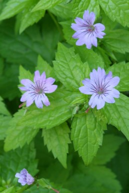 Ooievaarsbek Geranium nodosum 5-10 Pot P9 Geranium nodosum