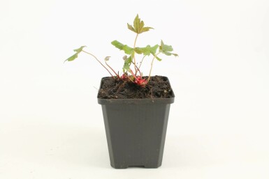 Ooievaarsbek Geranium nodosum 5-10 Pot P9 Geranium nodosum