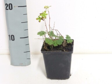 Bloedooievaarsbek Geranium sanguineum 5-10 Pot P9 Geranium sanguineum