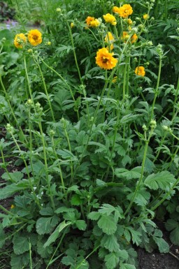 Nagelkruid Geum chiloense 'Lady Stratheden' 5-10 Pot P9 Geum chiloense 'Lady Stratheden'