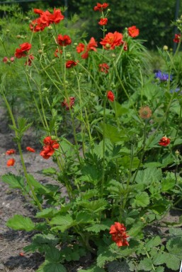 Nagelkruid Geum chiloense 'Mrs Bradshaw' 5-10 Pot P9 Geum chiloense 'Mrs Bradshaw'