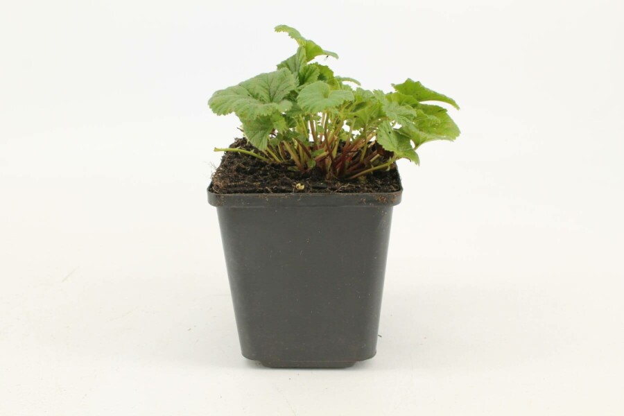 Nagelkruid Geum coccineum 'Borisii' 5-10 Pot P9 Geum coccineum 'Borisii'