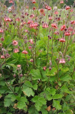 Knikkend nagelkruid Geum rivale 'Leonard's Variety' 5-10 Pot P9 Geum rivale 'Leonard's Variety'