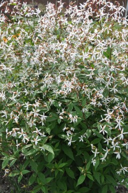 Gillenia Gillenia trifoliata 5-10 Pot P9 Gillenia trifoliata