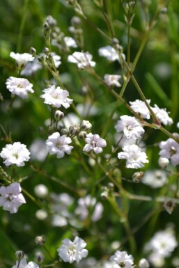 Gipskruid Gypsophila paniculata 'Rosenschleier' 5-10 Pot P9 Gypsophila paniculata 'Rosenschleier'