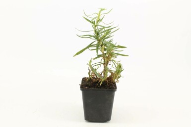 Bruidssluier Gypsophila paniculata 'Schneeflocke' 5-10 Pot P9 Gypsophila paniculata 'Schneeflocke'