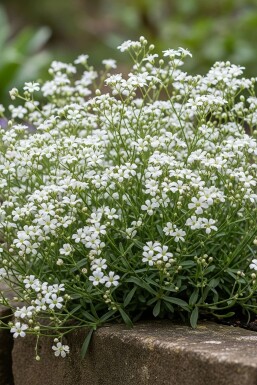 Kruipend gipskruid Gypsophila repens 'Alba' 5-10 Pot P9 Gypsophila repens 'Alba'