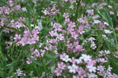 Kruipend gipskruid Gypsophila repens 'Rosea' 5-10 Pot P9