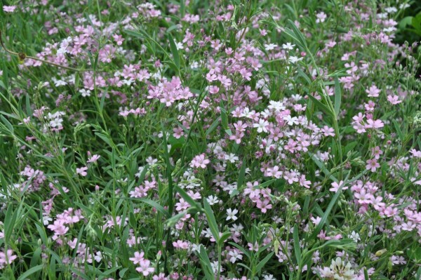 Kruipend gipskruid Gypsophila repens 'Rosea' 5-10 Pot P9