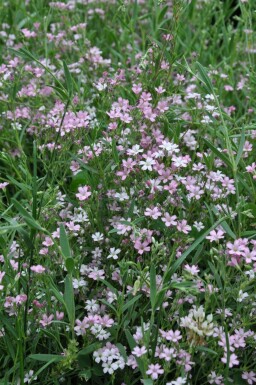 Kruipend gipskruid Gypsophila repens 'Rosea' 5-10 Pot P9