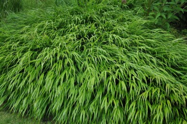 Hakonegras Hakonechloa macra 5-10 Pot P9 Hakonechloa macra