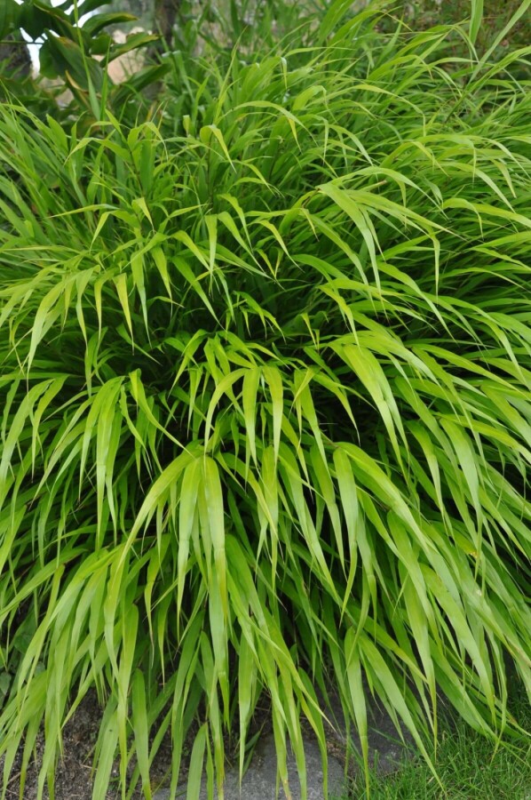 Hakonegras Hakonechloa macra 5-10 Pot P9 Hakonechloa macra