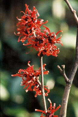 Toverhazelaar Hamamelis intermedia 'Diana' Struik 80-100 Pot C12