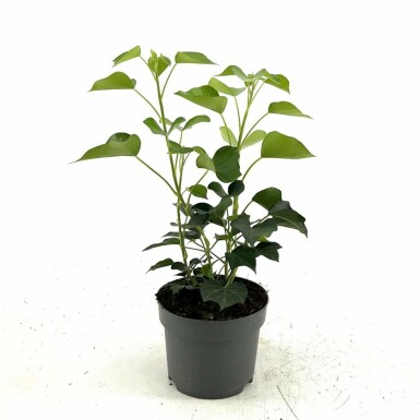 Struikklimop Hedera helix 'Arborescens' Struik 20-30 Pot C2