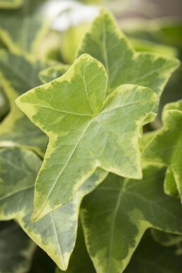 Geelbonte klimop Hedera helix 'Goldchild' 5-10 Pot P9 Hedera helix 'Goldchild'