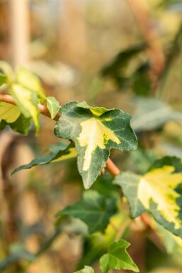 Bonte klimop Hedera helix 'Goldheart' 5-10 Pot P9 Hedera helix 'Goldheart'