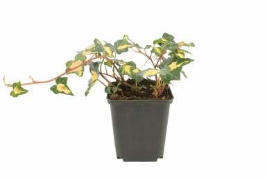 Bonte klimop Hedera helix 'Goldheart' 5-10 Pot P9 Hedera helix 'Goldheart'