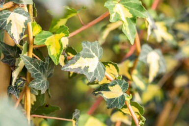 Hedera helix 'Goldheart'