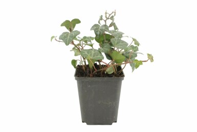 Klimop Hedera helix 'Plattensee' 5-10 Pot P9 Hedera helix 'Plattensee'