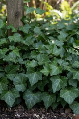 Klimop Hedera helix 'Woerner' 5-10 Pot P9 Hedera helix 'Woerner'