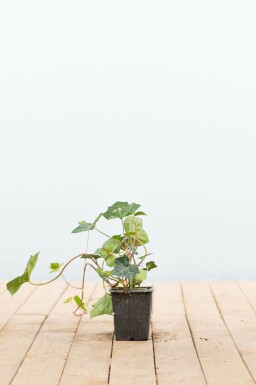 Klimop / Hedera Hibernica P9 5-10 cm