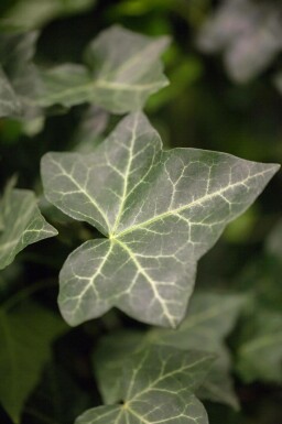 Klimop / Hedera Hibernica P9 5-10 cm