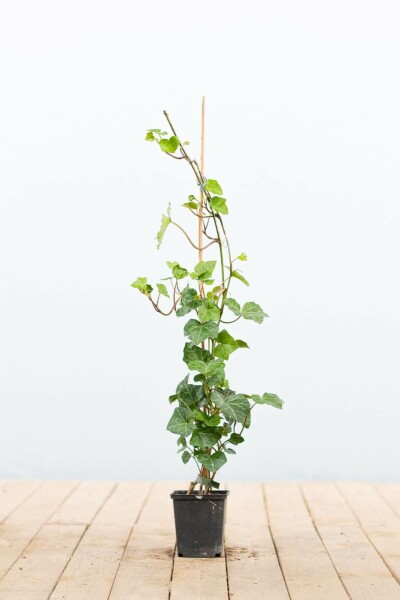 Ierse klimop Hedera hibernica 40-60 Pot P9(GESTOKT) Klimop / Hedera Hibernica P9 40-60 cm