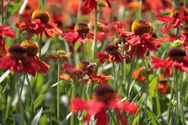 Zonnekruid Helenium 'Moerheim Beauty' 10-15 Pot C2 Helenium 'Moerheim Beauty'