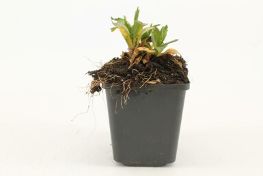 Zonnekruid Helenium hoopesii 5-10 Pot P9 Helenium hoopesii