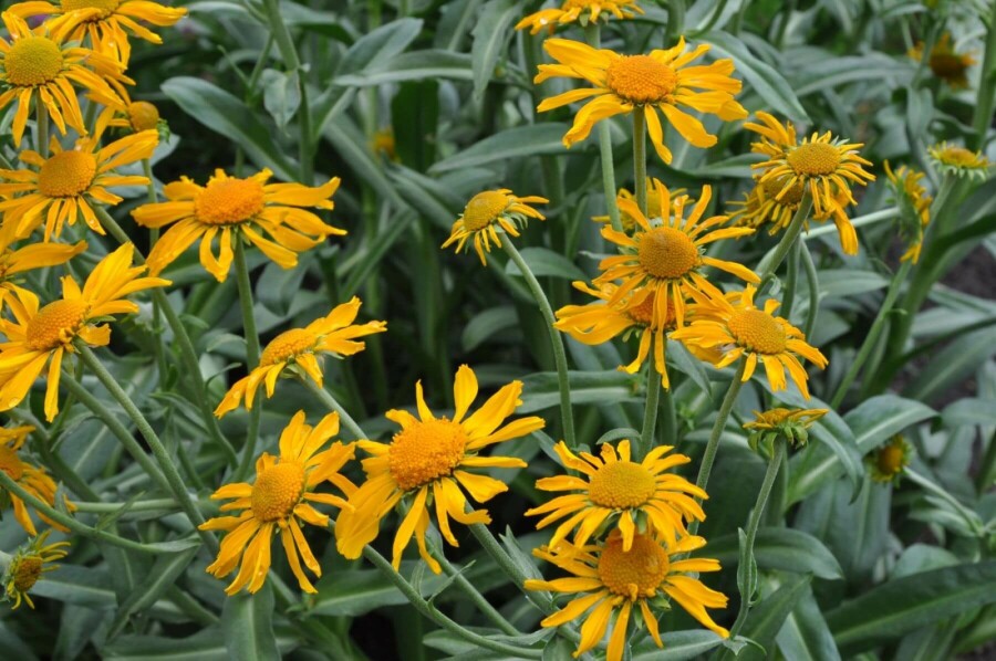 Zonnekruid Helenium hoopesii 5-10 Pot P9 Helenium hoopesii