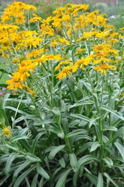 Zonnekruid Helenium hoopesii 5-10 Pot P9 Helenium hoopesii