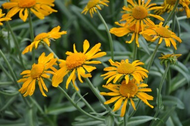 Zonnekruid Helenium hoopesii 5-10 Pot P9