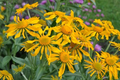 Zonnekruid Helenium hoopesii 5-10 Pot P9 Helenium hoopesii