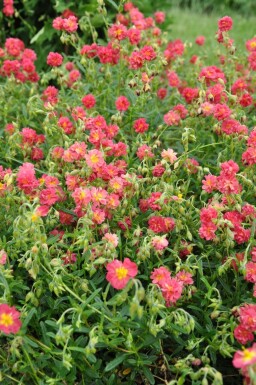 Zonneroosje Helianthemum 'Amabile Plenum' 5-10 Pot P9