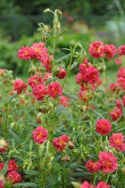 Zonneroosje Helianthemum 'Amabile Plenum' 5-10 Pot P9