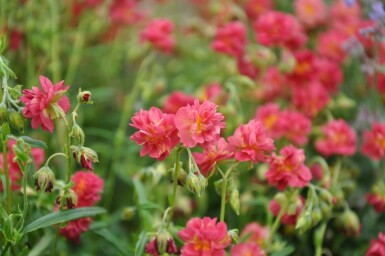 Zonneroosje Helianthemum 'Amabile Plenum' 5-10 Pot P9